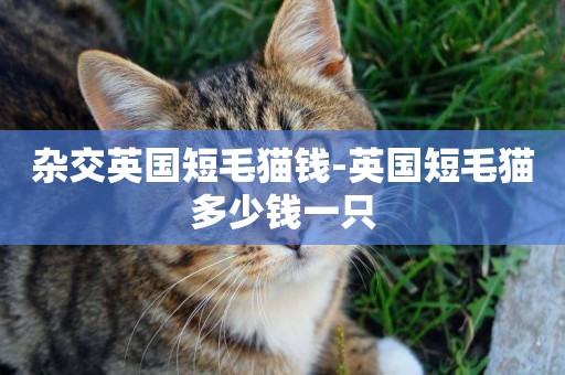 杂交英国短毛猫钱-英国短毛猫多少钱一只